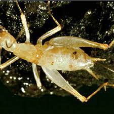 As of july 2016, the international union for conservation of nature (iucn) lists 1163 endangered invertebrate species. Pdf The Biology And Ecology Of North American Cave Crickets