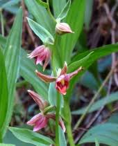 Californian type of epipactis gigantea. Cnplx Epipactis Gigantea Nursery And Seed Sources