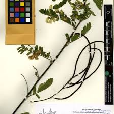 Image result for Tephrosia linearis