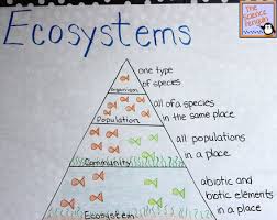 Ecosystem Pyramid Chart Www Bedowntowndaytona Com