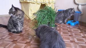 pin on my mainecoon cats and kittens