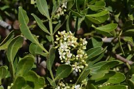 Image result for Ekebergia benguelensis