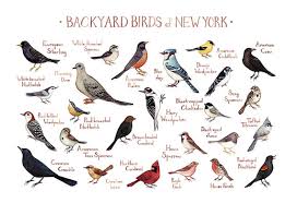 Select a bird guide based on your location and experience level. N Y B I R D I D E N T I F I C A T I O N Zonealarm Results