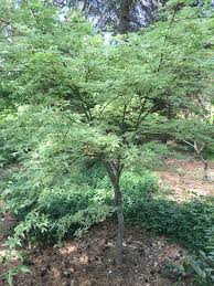 Buy Acer Palmatum Ukigumo Floating Clouds Japanese Maple