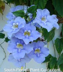 Flowering vines for trellis in florida. Florida Vines