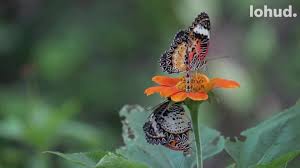 Maybe you would like to learn more about one of these? Bees Butterflies And Bats Why They Re Good For Your Garden