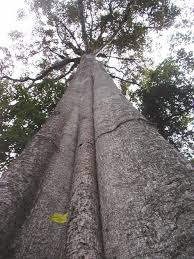 Image result for Pouteria adolfi-friedericii