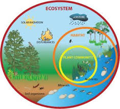 ecosystem chart used to show students exactly what makes up