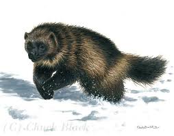 Wolverine Limited Edition Print Wolverine Animal Wolverine Animal Hunting