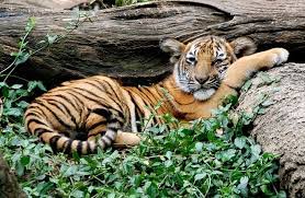 Ecotourists May Help Save The Malayan Tiger Say Local Conservationists Malayan Tiger Cincinnati Zoo Animals