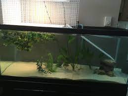 It's also got ample crawl and hideaway space. Basking Diy Ideas General Turtle Discussions Turtle Forum