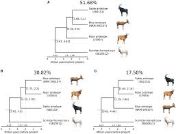 Image result for Beige Antelope 1983 Fleet