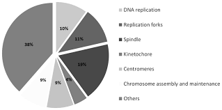 Modulation Of Gene Expression In Endothelial Cells In