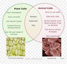 Plant cells have cell walls for support outside their cell membrane and are usually rectangular in appearance in contrast, an animal cell is recognized by not having plant structures. Lesson Plan Comparing Plant Animal Cells Cleaver Plant Plant Cell V Animal Cell Venn Diagram Hd Png Download Vhv