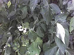 Image result for Isoglossa milanjiensis