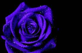 Full Hd Purple Rose Wallpaper Lovepik provides 41000+ purple roses photos in hd resolution that updates everyday, you can free download for both personal and commerical use. full hd purple rose wallpaper