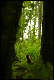 Lonely Red Fox Puppy In Forest By Remo Savisaar Forest Animals Wild Woodland Creatures