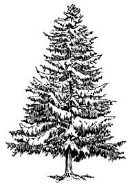 Malvorlage Tanne Im Winter Ausmalbild 12918 Kiefer Kunst Malvorlagen Weihnachtsbaum Schablone