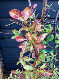 Image result for Pyracantha coccinea red column