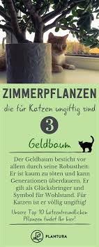 Top 10 Zimmerpflanzen Die Fur Katzen Ungiftig Sind Geldbaum Auch Fur Katzenbesitzer Ohne Grunen Daumen Ist Der Geldbaum Perfekt Geeignet Er Ist Besonders In 2020 Cat Plants Houseplants House Plants Indoor