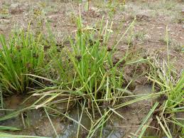 Image result for Cyperus difformis