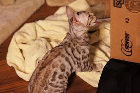 True, the munchkin, as the name suggests, was specifically the savannah, for example, is close to a small dog in size, having a bit of serval blood in the background. 10 Surprising Facts About Savannah Cats The Dog People By Rover Com