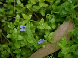 Image result for Bacopa hamiltoniana