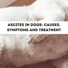 Maybe you would like to learn more about one of these? The Causes Of Ascites Fluid In The Abdomen In Dogs Pethelpful
