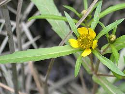 Image result for Bidens kirkii