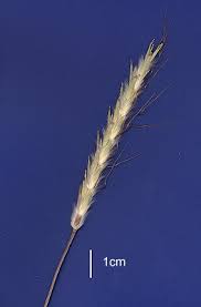 Image result for Ischaemum afrum