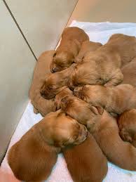 Profile for Golden Retrievers