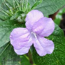 Image result for Acanthaceae