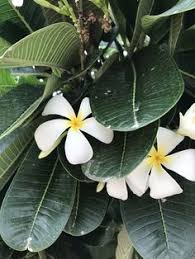 Pin On Pr Caribbean Native Flora