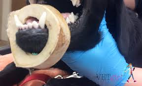 We may earn commission on some of the items you choose to buy. How To Get A Round Bone Off A Dog Vetgirl Veterinary Continuing Ed Blog