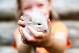 Avelynn is a 12 year old mare. Chinchilla Behavior Are Chinchillas Pets For Kids Chincare