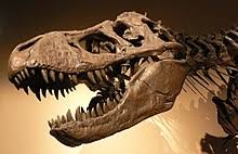 See more of dinosaur bones on facebook. Fossil Wikipedia