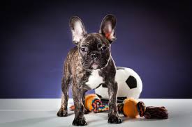 Akc, ckc, fci, ankc, nzkc, ukc, kc (uk). 12 Best Dog Toys For French Bulldogs In 2021