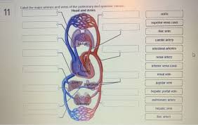 Arterial anastomosis interconnects them to form a circle of connecting arteries at base of brain more than one route for blood to get to brain. Solved Label The Major Arteries And Veins Of The Pulmonar Chegg Com