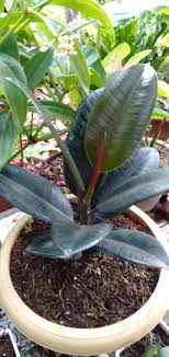 With get prince pipes & fittings ltd. Ficus Elastica Black Prince Rubber Tree Plant Lazada Ph