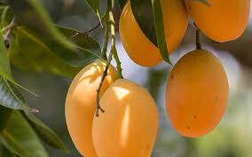 How to plant mango seedlings. How To Plant A Mango Seed Plant Instructions