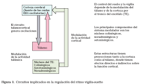 Entrevistas, análisis, el día a día de tu equipo. Bases Anatomicas Del Sueno