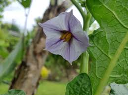 Image result for Solanum anguivi