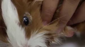 When i pet him, alot of hair ends up in my hand, and i mean alot! A 2 Month Old Guinea Pig Has Hair Loss Below The Lower Eyelid Pt 1 Youtube
