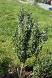 Fragrant Plants Outdoors Indoor Most For Containers Full Sun Bless My Weeds In 2020 Fragrant Plant Plants Container Gardening Flowers