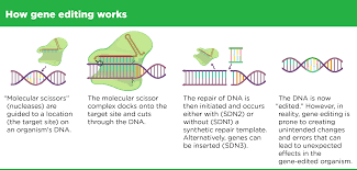 For example, a genetically modified food might contain a substance that causes an allergic reaction in some people, or higher levels of a toxin. Https 1bps6437gg8c169i0y1drtgz Wpengine Netdna Ssl Com Wp Content Uploads 2019 09 Foe Gmanimalsreport Final Print 1 Pdf
