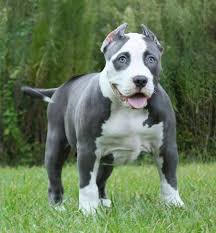 Pin By Tiffany Koehler On Dog Stuff Blue Nose Pitbull Pitbull Dog Pitbulls