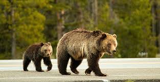 Vinyl double lp + more at the grizzly bear store. Endangered Species Trump Admin Launches Review Of Grizzly Bears Monday January 13 2020 Www Eenews Net