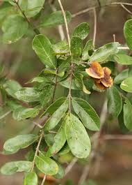 Image result for Combretum