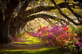 Manale landscaping is an industry leader in all aspects of commercial landscape design, installation, and maintenance in the carolinas. Charleston Sc Plantation Oak Trees Spanish Moss Azalea Spring Flowers Forever Green Of Charleston