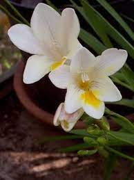 Pin On Flowers